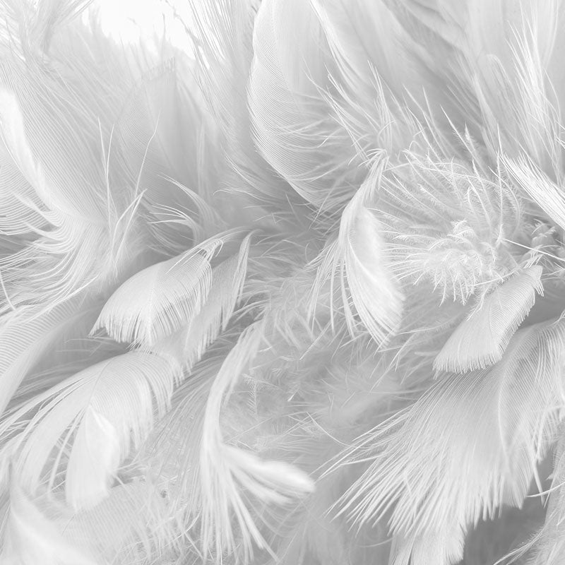 Feather Cushion Inserts
